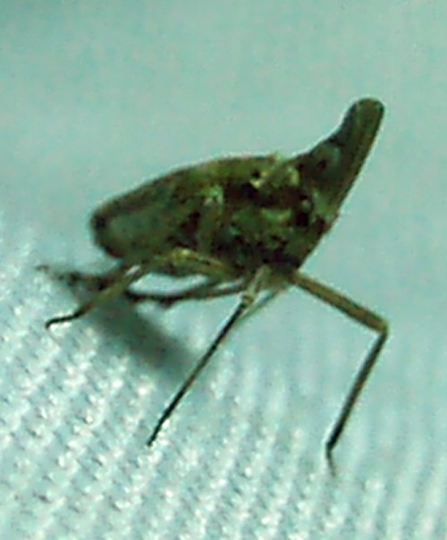 Bursinia sp. - Dictyopharidae